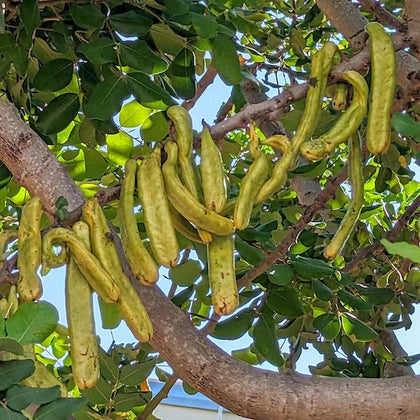 Green carob pods hanging from a carob tree