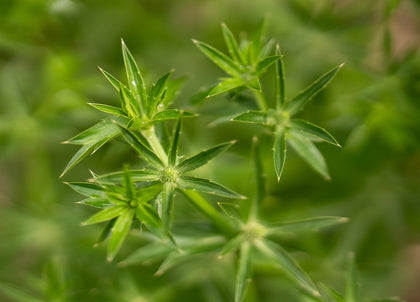 How to Prune your Herbs