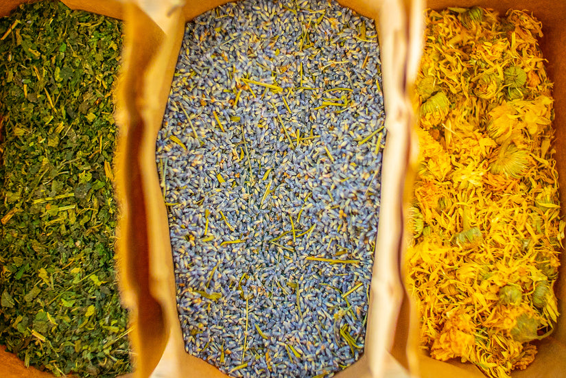 drying elderflower