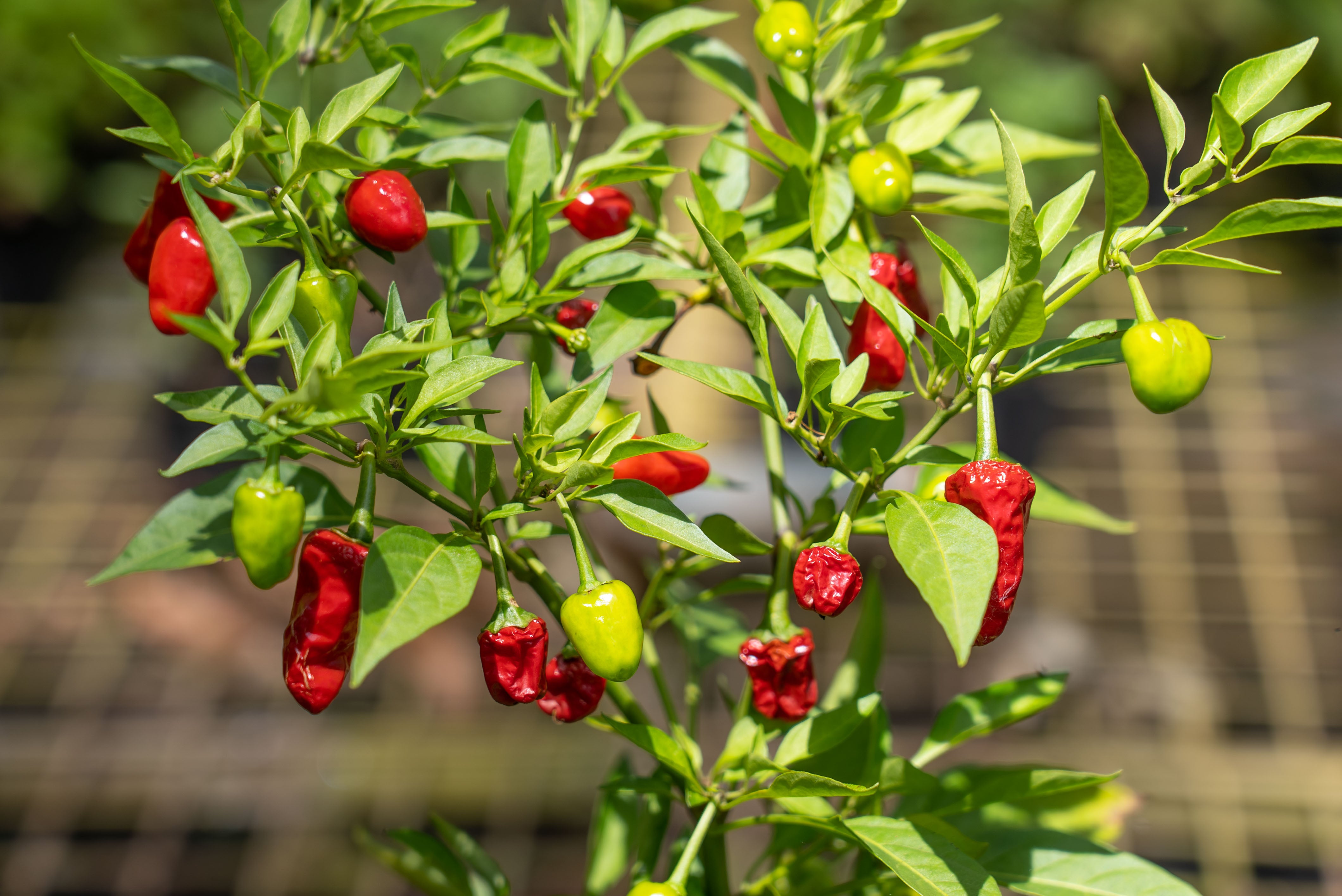 From Mild to Wild: A Guide to our Top Chilli Varieties – Mudbrick Herb  Cottage