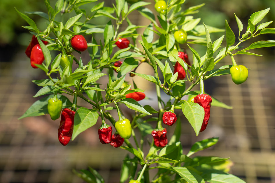 The Ultimate Guide To Thai Chili Peppers