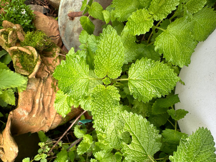 How to harvest and use Lemon Balm