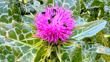 Health Benefits of St Mary's Thistle