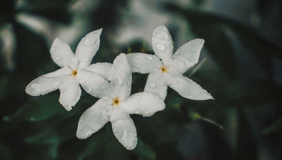 white jasmine flowers