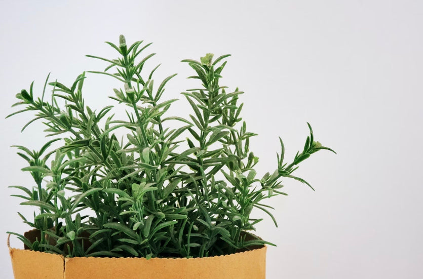 Health Benefits of Rosemary Essential Oil