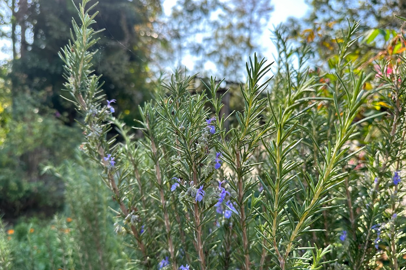 Exploring Rosemary: History, Cooking and Health Benefits