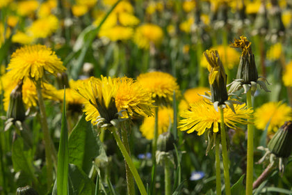 Surprising Benefits of Dandelions: Nature's Wonderful Weeds