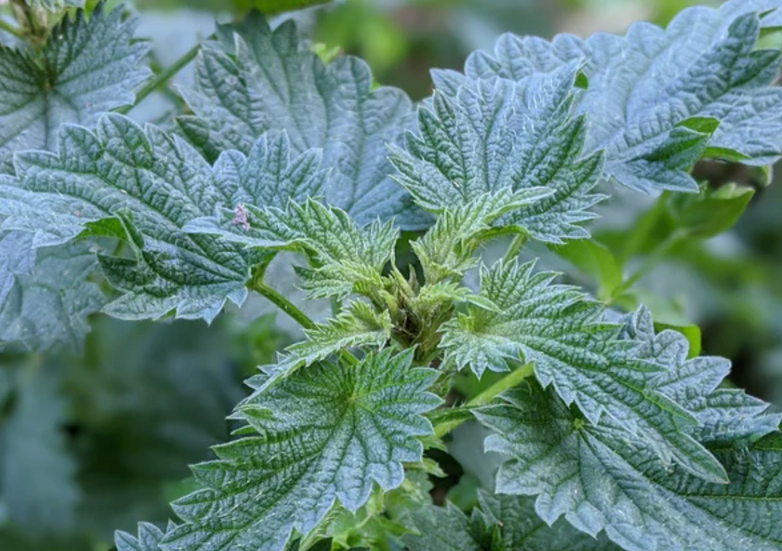 fresh nettle leaves