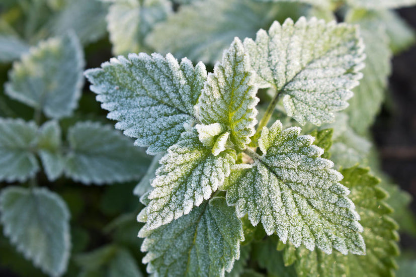 10 Ways to Protect your Plants from Winter Frosts