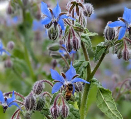 blue borage starflower