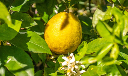 lemon on tree