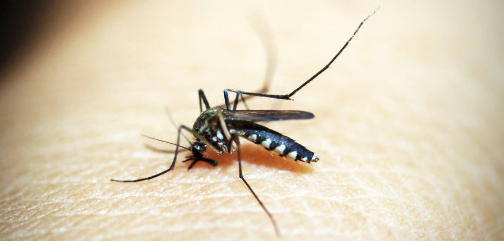 essential oils insect repellent