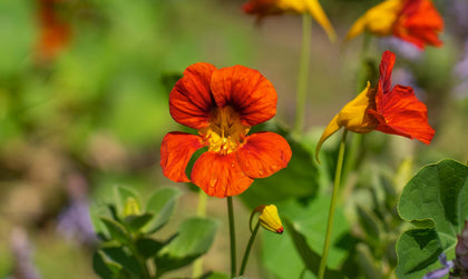 How To Prepare Your Garden For Spring