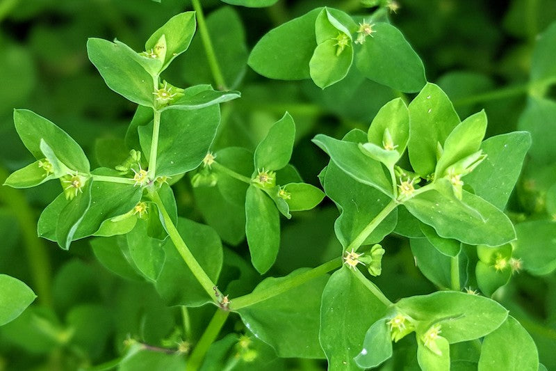 radium weed plant in the garden