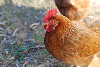 what herbs can chickens eat