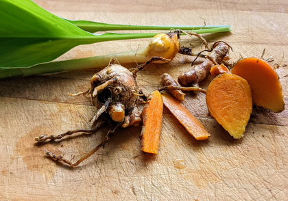 Turmeric in depth: grow, heal, cook and dye