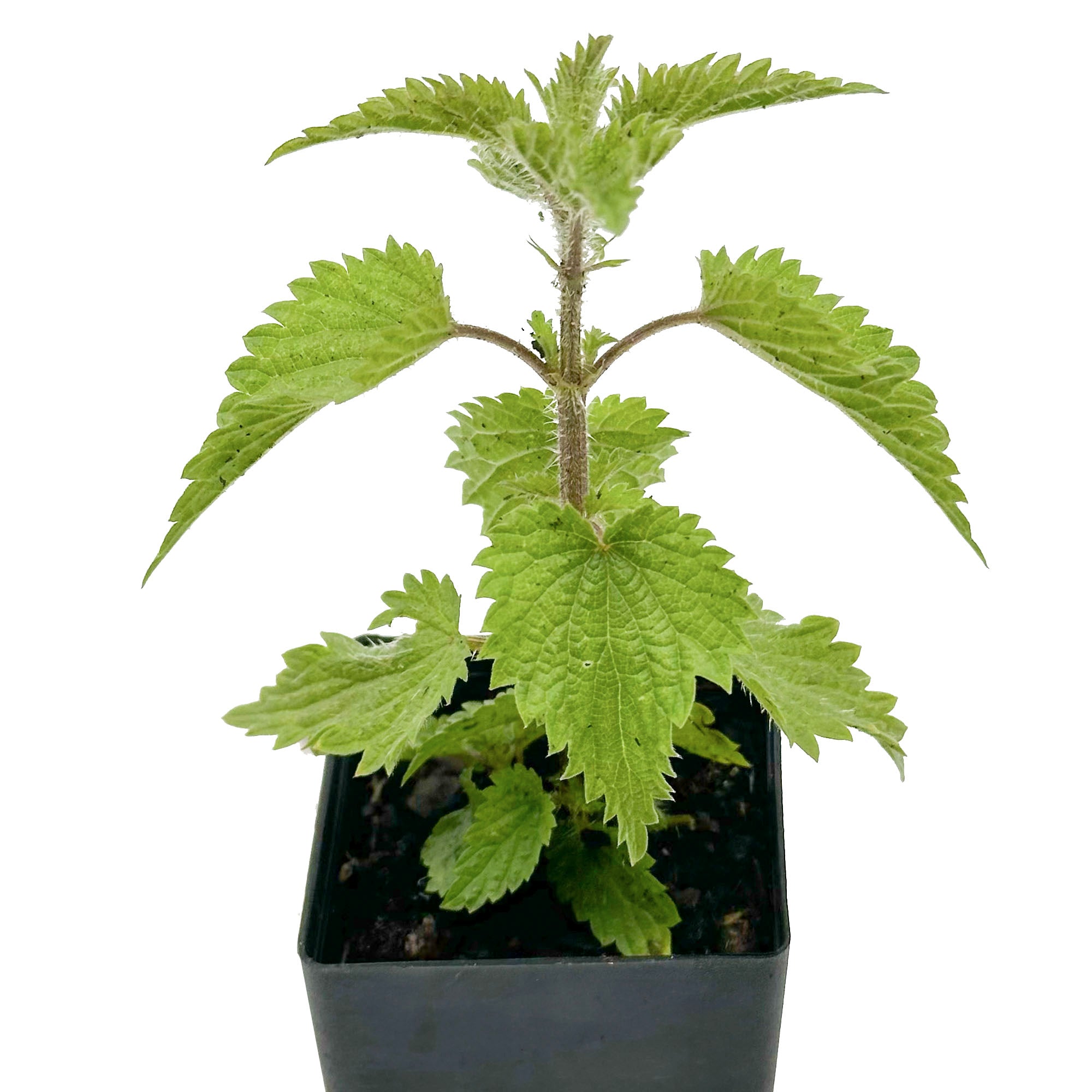 Organic Nettle | Buy Stinging Nettle Plant - Mudbrick Herb Cottage