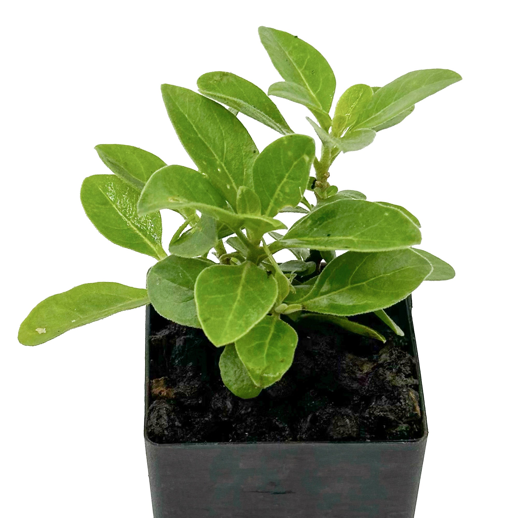 ashwagandha plant in pot Organic Ashwagandha