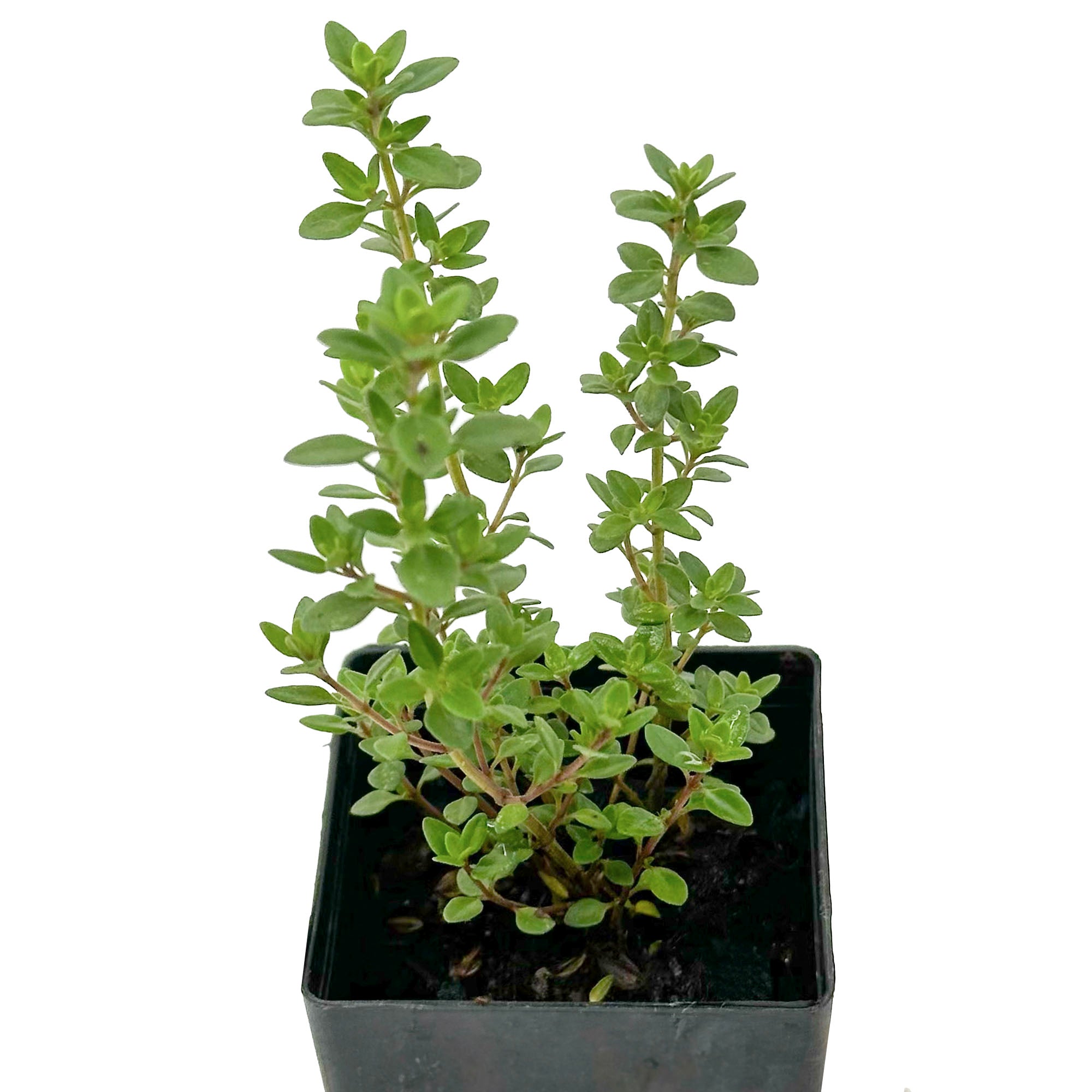 planting lemon thyme in pots Organic Lemon Thyme Plant Seedlings – Mudbrick Herb Cottage