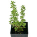 Thyme - Lemon Thyme