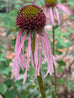 Echinacea Pale Coneflower (Pallida)