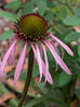 Echinacea Pale Coneflower (Pallida)