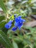 Salvia corrugata