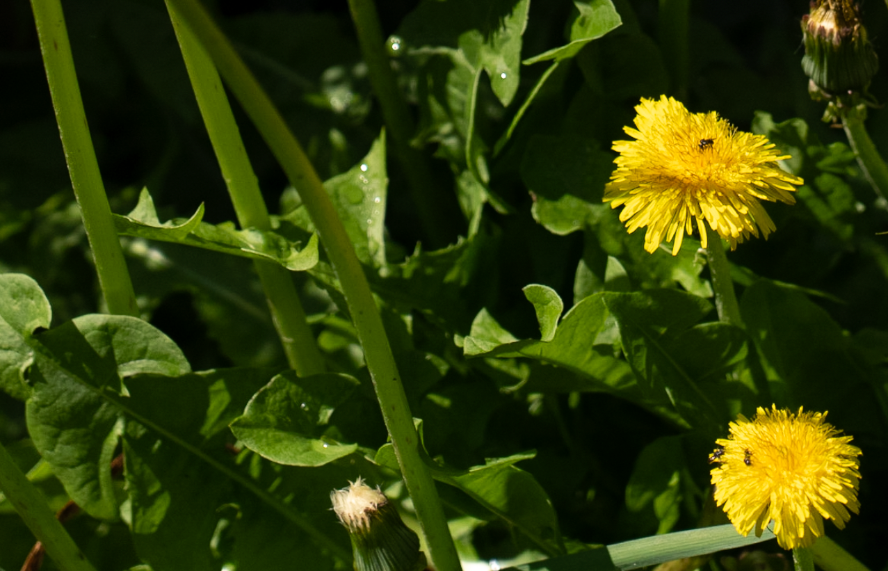 dandelion