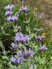 Salvia &