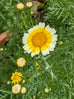 Garland Chrysanthemum