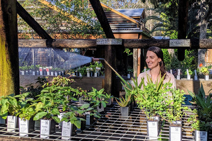 watering plants in the nursery