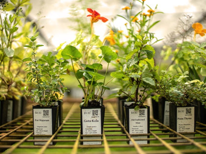 herb plants in tubes