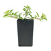 Majoram - Pot Marjoram