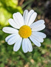 Pyrethrum