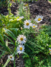 Pyrethrum