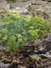 Rock Samphire