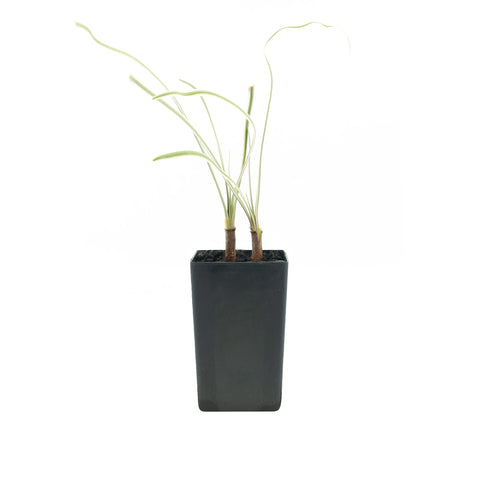 Society Garlic - Variegated