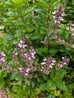 Basil - Thai Bush Basil