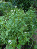 Watercress