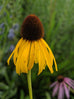 Echinacea Yellow Coneflower (Paradoxa)