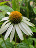 Echinacea purpurea &