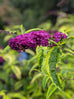 Buddleja &