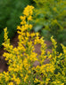 Goldenrod (European)