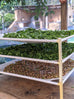 comfrey leaf and root in dry racks