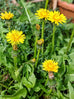 dandelion flowers