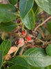 ashwagandha plant images