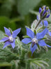 borage flower