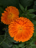 orange calendula flower