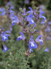 Salvia muirii