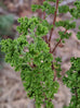 Scented Geranium Lime